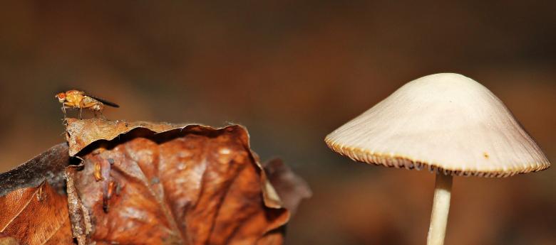 Free stock image of Macro Mushroom created by Pixabay
