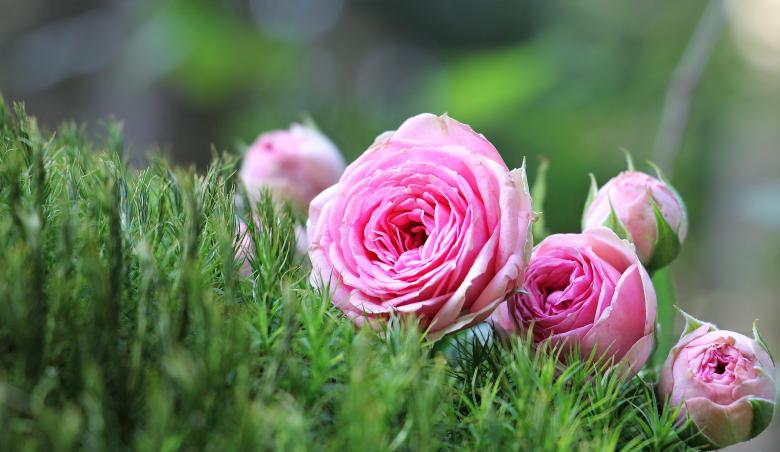 Free stock image of Fresh Roses created by Pixabay