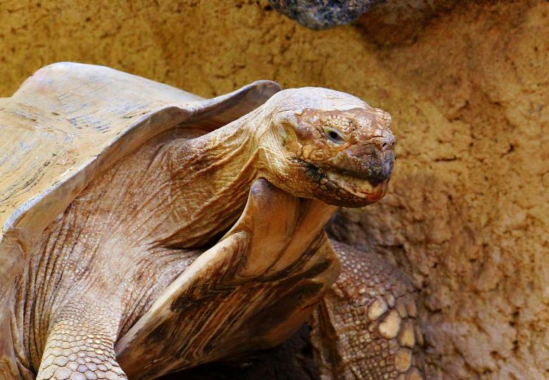 Free stock image of Old Turtle created by Pixabay