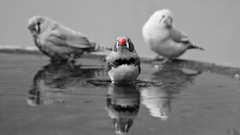 Free stock image of Zebra Finch created by Pixabay