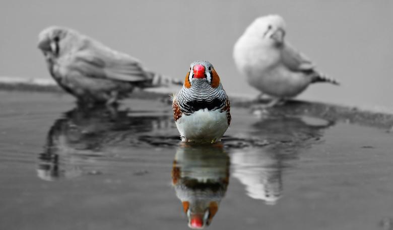 Free stock image of Zebra Finch created by Pixabay