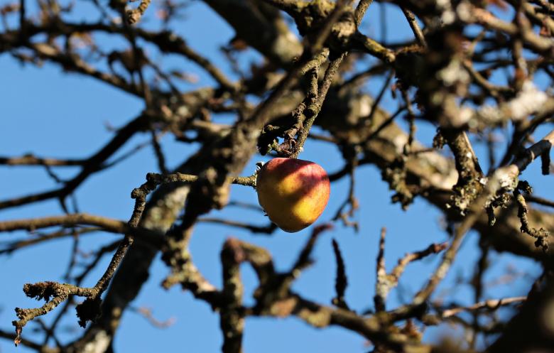 Free stock image of Apple Tree created by Pixabay