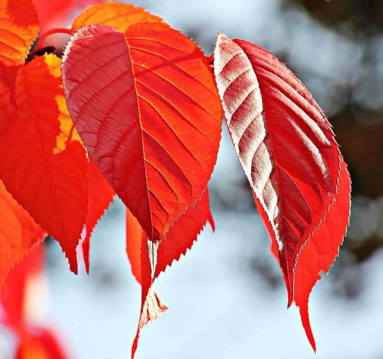 Free stock image of Autumn Leaves created by Pixabay