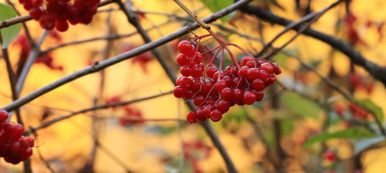 Free stock image of Fresh Berries created by Pixabay