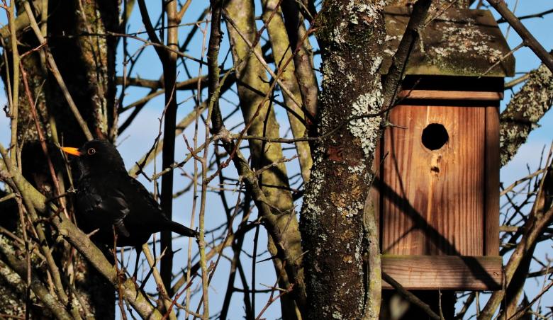 Free stock image of Bird House created by Pixabay