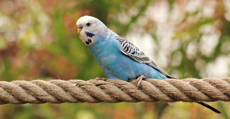 Free stock image of Budgie on the Rope created by Pixabay