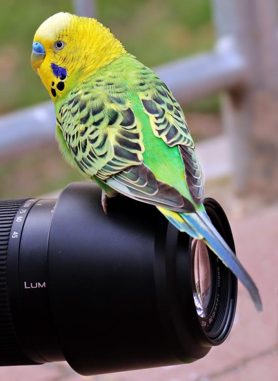 Free stock image of Budgie on the Camera created by Pixabay
