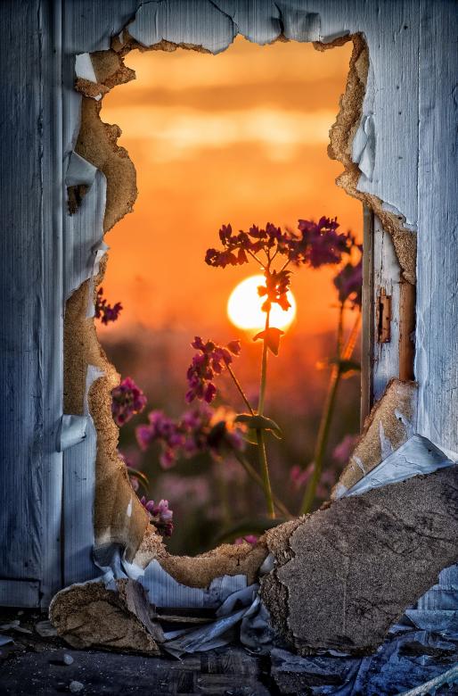 Free stock image of Garden Through the Broken Door created by Pixabay