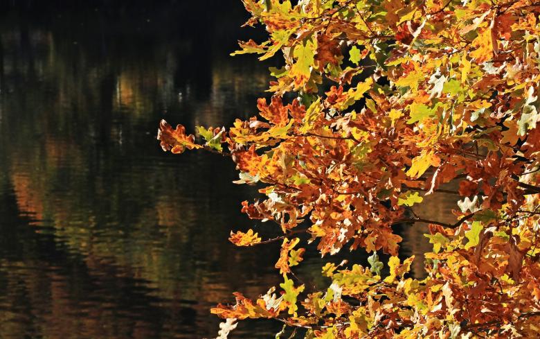 Free stock image of Fall Leaves created by Pixabay