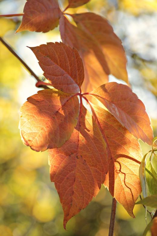 Free stock image of Fall Leaves created by Pixabay