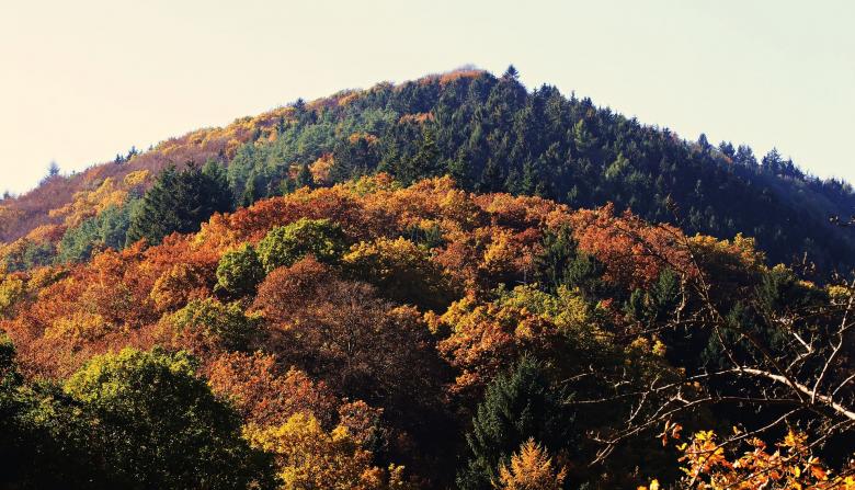 Free stock image of Thick Forest created by Pixabay