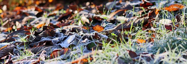 Free stock image of Frozen Leaves created by Pixabay
