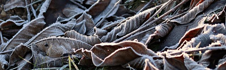 Free stock image of Frozen Leaves created by Pixabay