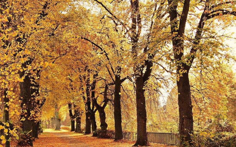 Free stock image of Fallen Leaves created by Pixabay