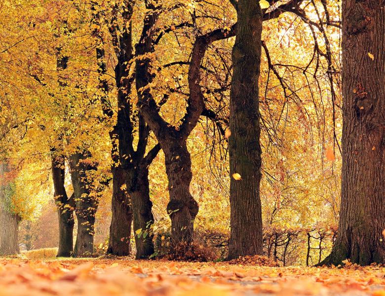 Free stock image of Fallen Leaves created by Pixabay