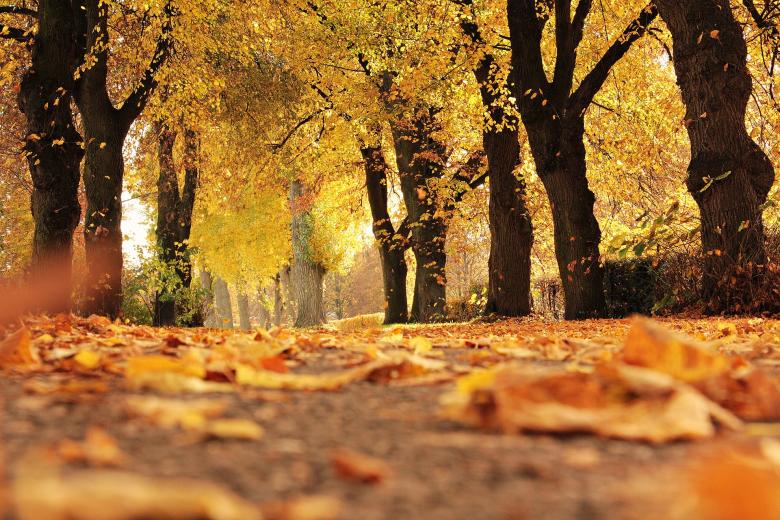 Free stock image of Fallen Leaves created by Pixabay