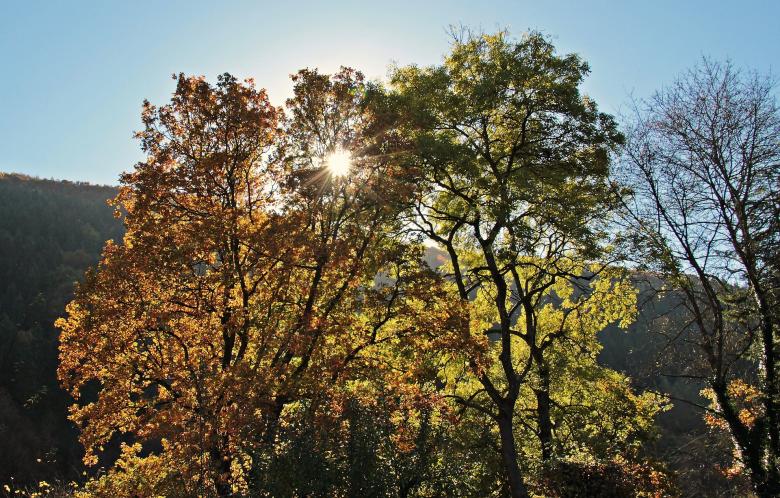 Free stock image of Bunch of Trees created by Pixabay