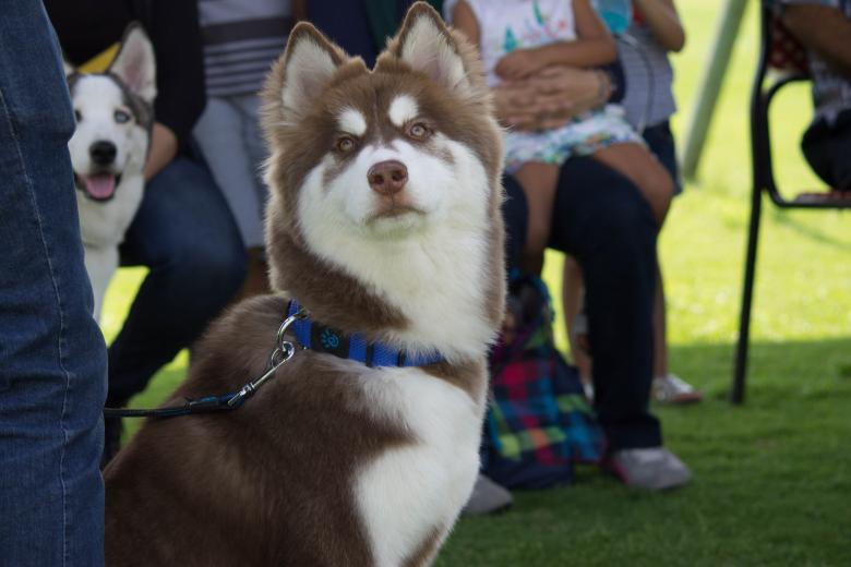 Free stock image of Dog on a Leash created by Ayman Taher