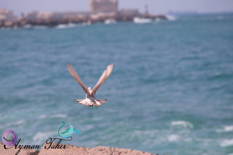 Free stock image of Alx created by Ayman Taher