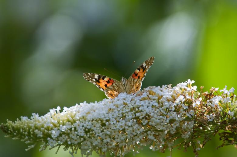 Free stock image of Butterfly in the Garden created by Pixabay