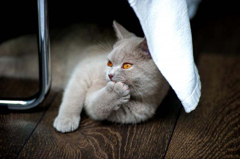 Free stock image of Wild Cat created by Pixabay
