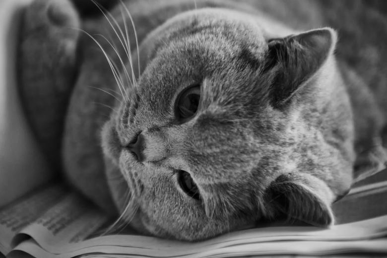 Free stock image of Cute Cat in Black and White created by Pixabay