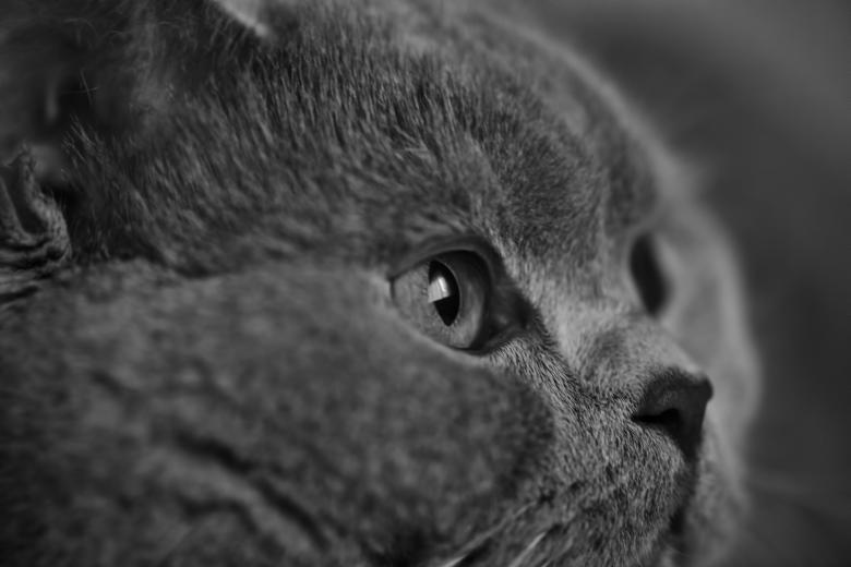 Free stock image of Wild Cat created by Pixabay