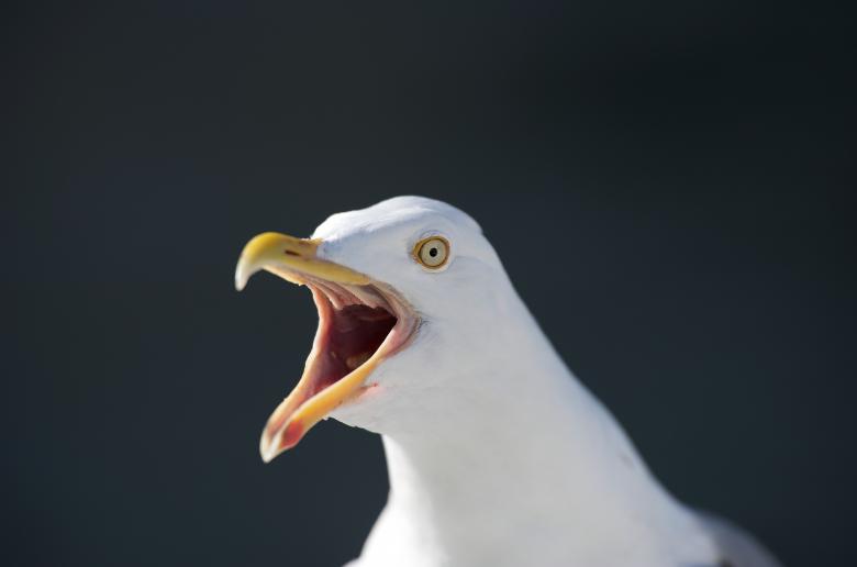 Free stock image of Macro Seagull created by Pixabay