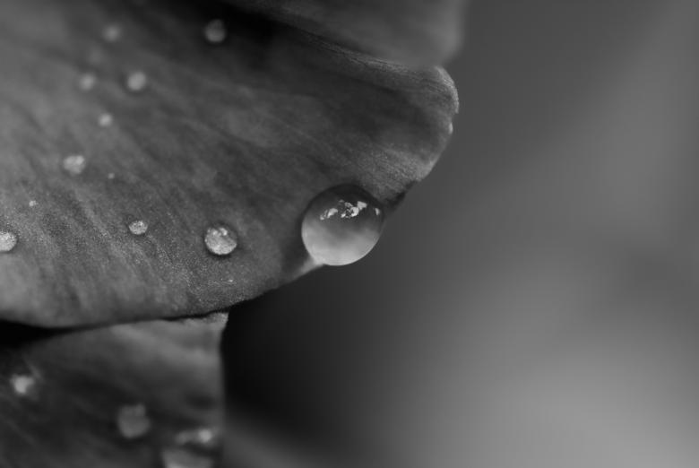 Free stock image of Droplet on Rose created by Pixabay