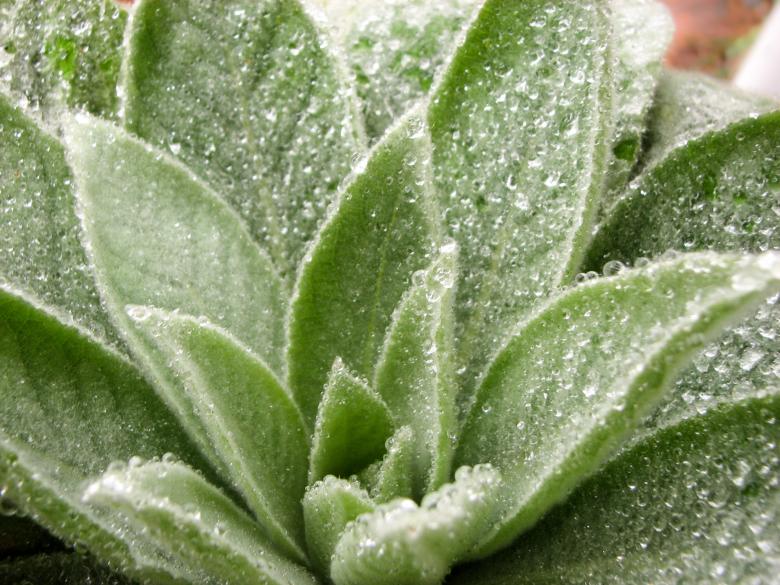 Free stock image of Dew on Lovely Plant created by Barbara Din