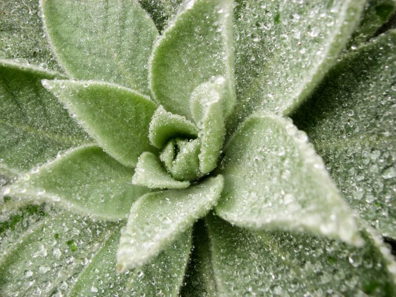 Free stock image of Dew on Lovely Plant created by Barbara Din