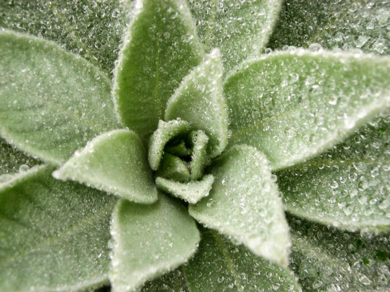 Free stock image of Dew on Lovely Plant created by Barbara Din