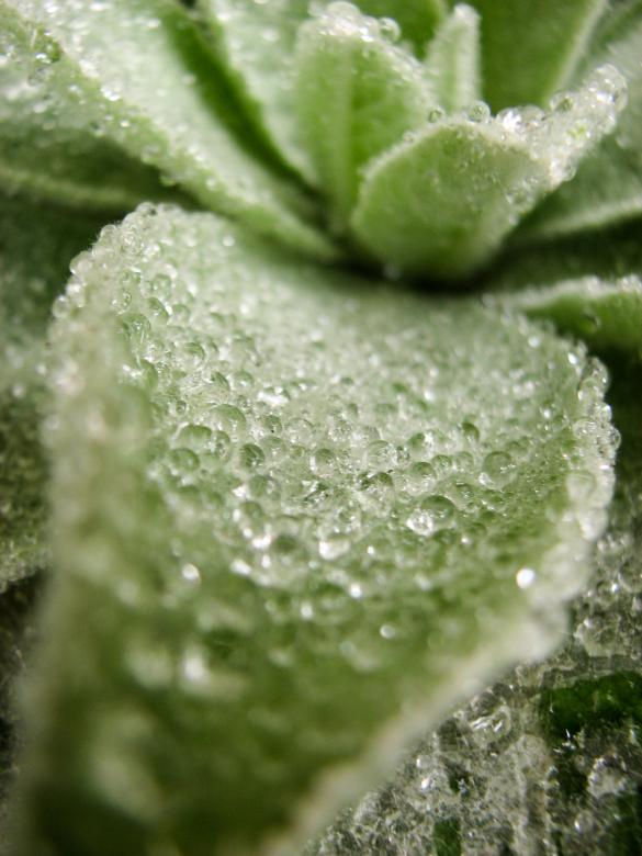 Free stock image of Dew on Lovely Plant created by Barbara Din