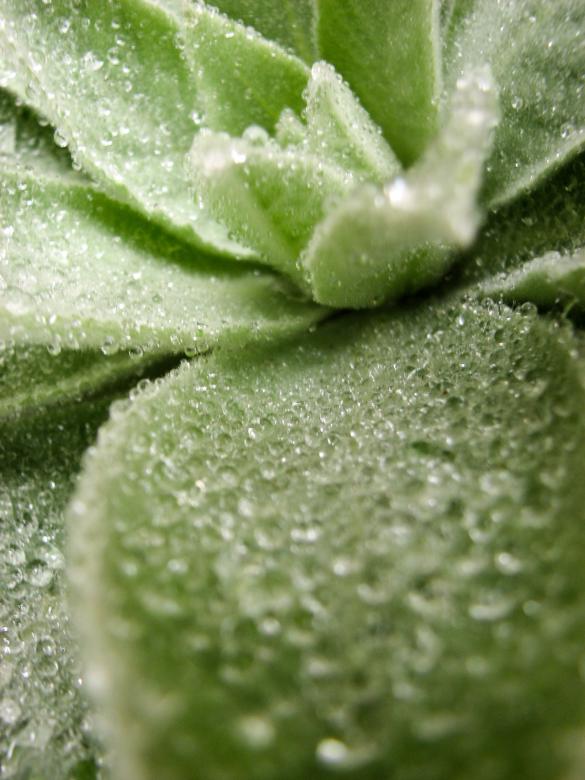 Free stock image of Dew on Lovely Plant created by Barbara Din