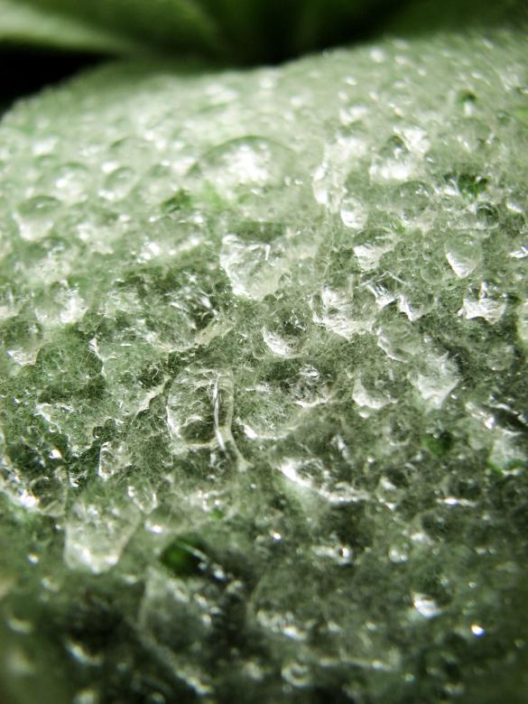Free stock image of Dew on Leaf created by Barbara Din