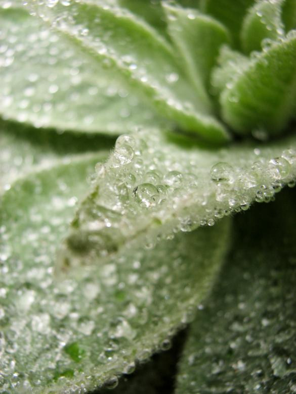 Free stock image of Dew on Lovely Plant created by Barbara Din