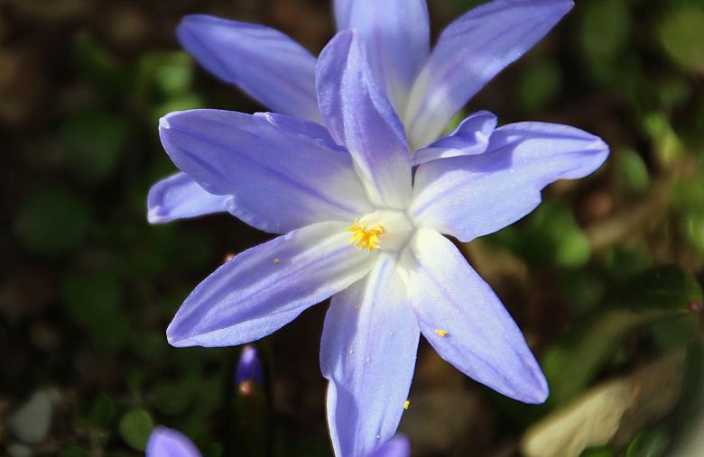 Free stock image of Blue Star created by Pixabay