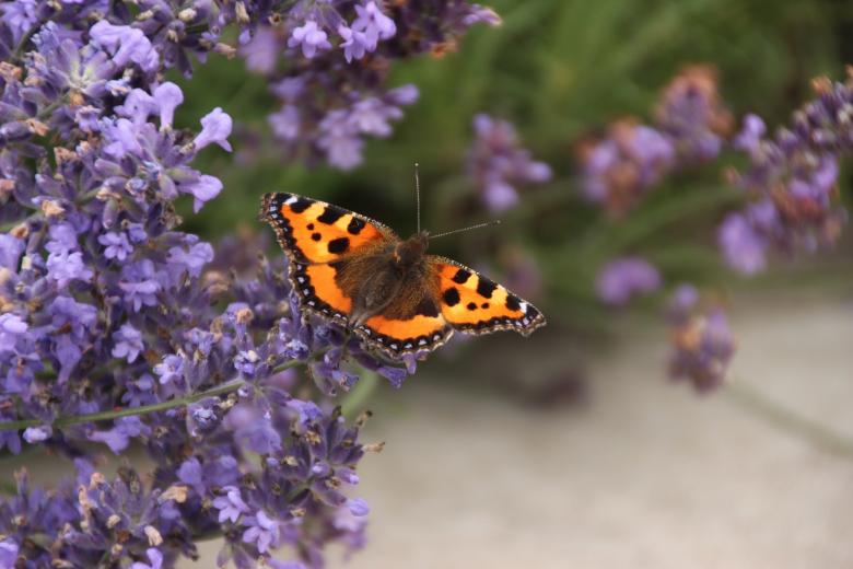 Free stock image of Butterfly in the Garden created by Pixabay