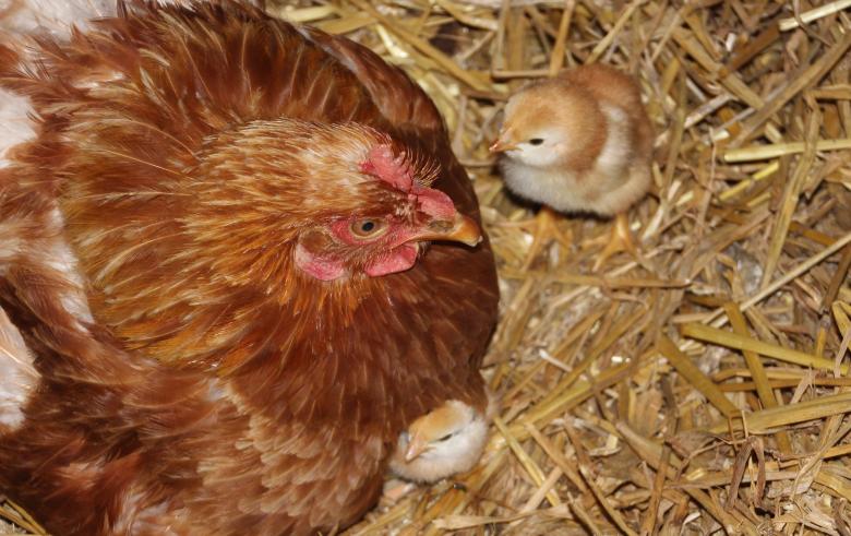 Free stock image of Rooster n Chicks created by Pixabay
