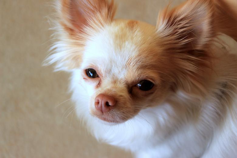 Free stock image of Chihuahua Closeup  created by Pixabay