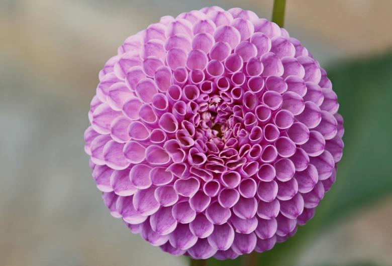 Free stock image of Macro Dahlia created by Pixabay