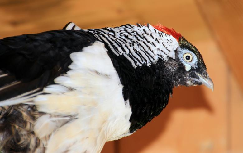 Free stock image of Diamond Pheasant created by Pixabay