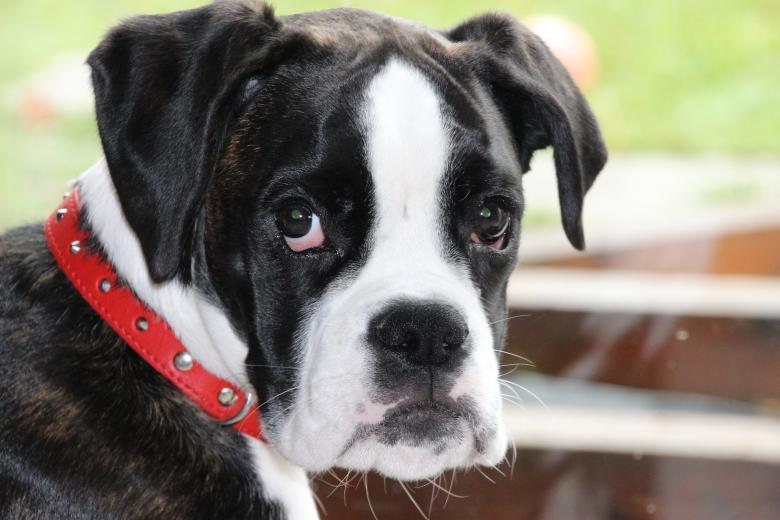 Free stock image of Pet Dog created by Pixabay