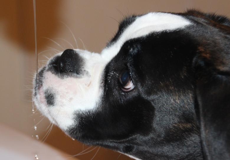 Free stock image of Pet Dog created by Pixabay