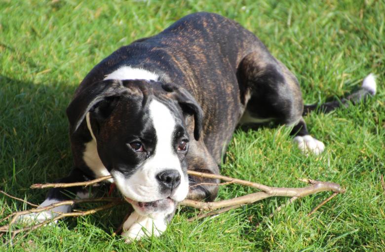 Free stock image of Pet Dog created by Pixabay