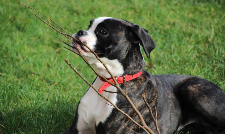 Free stock image of Pet Dog created by Pixabay