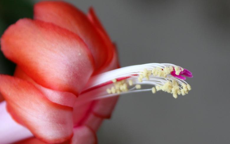 Free stock image of Easter Cactus created by Pixabay