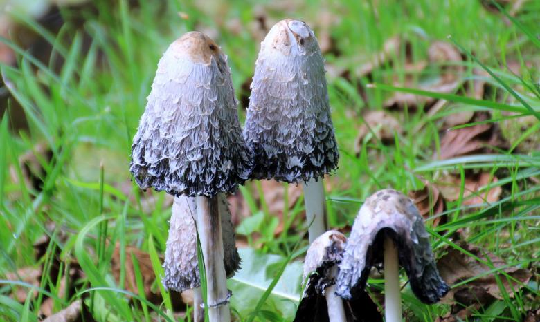 Free stock image of Wild Mushrooms created by Pixabay