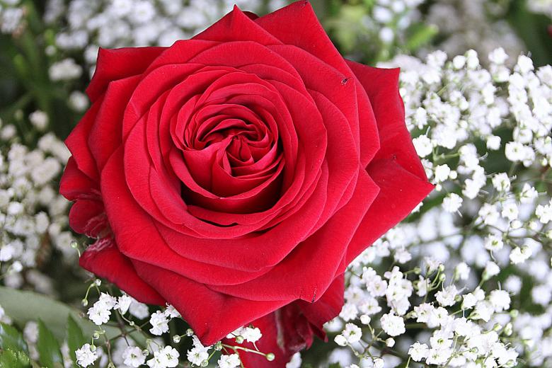 Free stock image of Macro Rose created by Pixabay
