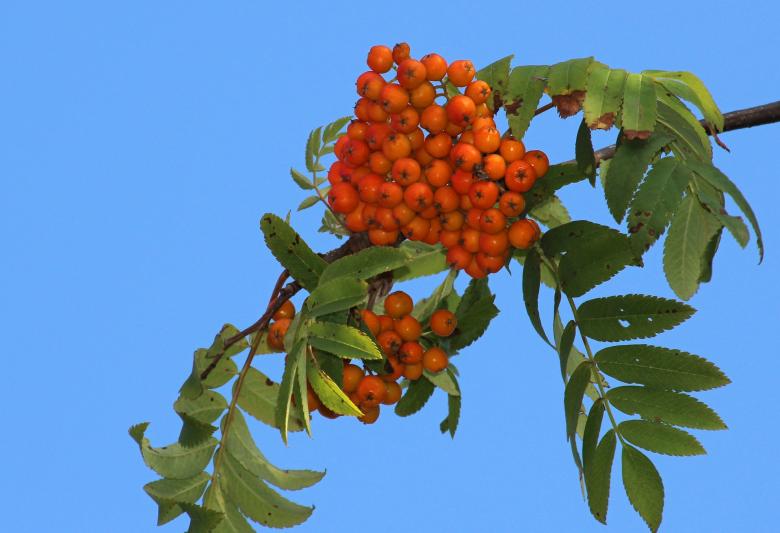 Free stock image of Rowan Closeup created by Pixabay